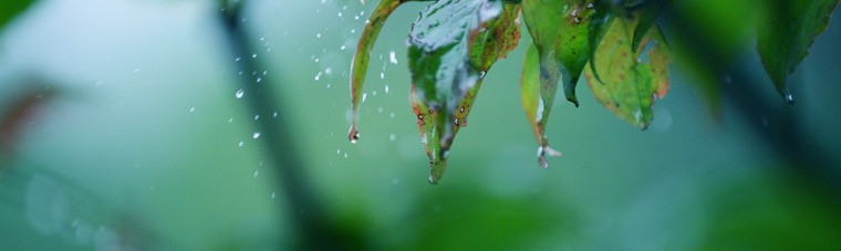 梅雨 雨 レイン