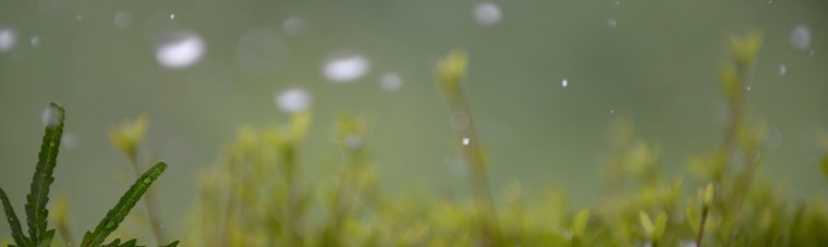 rain,雨,撮影,雨写真