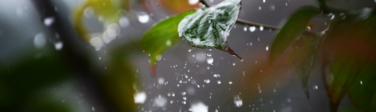 雨 しずく 雫