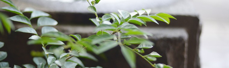 シマトネリコと水鉢